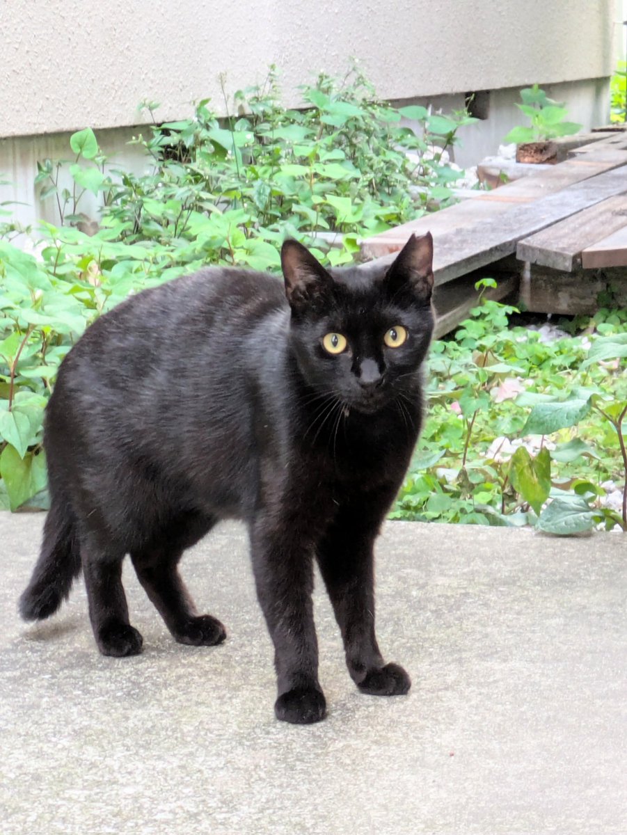 今日のぼんちゃん（地域猫）は、至近距離2メートル程まで近づけました