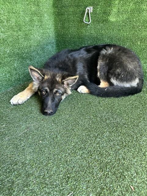 #A5774749
Female, black and brown German Shepherd Dog
4 months old.
PetHarbor.com/pet.asp?uaid=L…