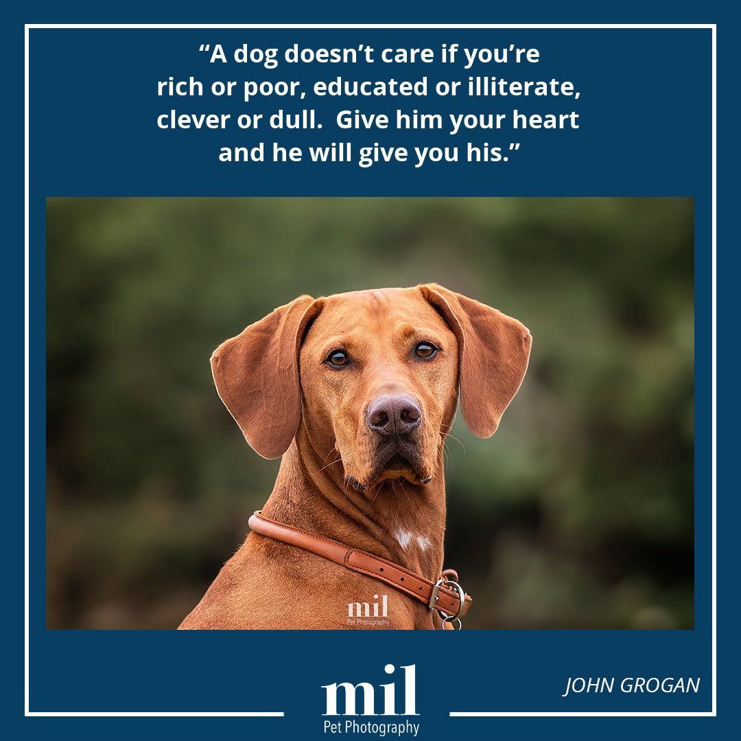 MillersImage's tweet photo. "A dog doesn’t care if you’re rich or poor, educated or illiterate, clever or dull.  Give him your heart and he will give you his." - John Grogan

I love this quote, and paired it up with a great image of Freddy 
#dogs #dogsoftwitter #dog #vizsla https://t.co/AU5ImcASeN