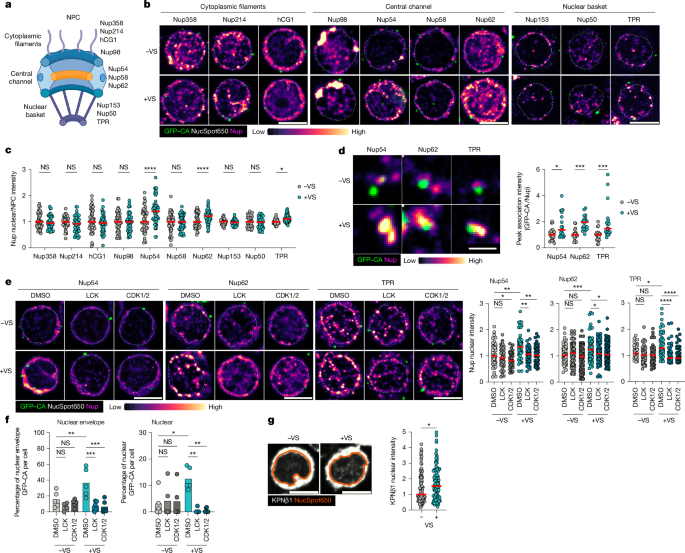 LabWaggoner's tweet photo. HIV-1 evolved to selectively activate CD4 signalling during cell–cell spread to regulate infection at nuclear pore complex, explanating how resting T cells can be infected in vivo @Nature @matthewVXwhelan @Wellcometrust @Jolly_lab @QMUL @blizard_inst 🇬🇧
https://t.co/feOsf44nYq https://t.co/IgGTyYEG2t