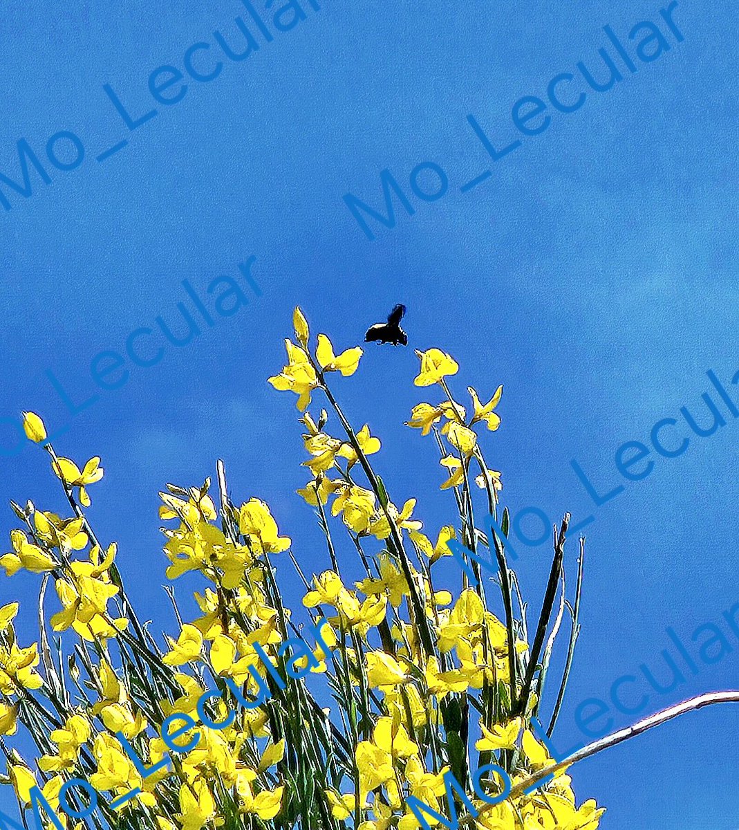 Mo_Lecular tweet media