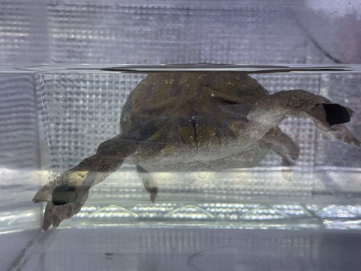 repgatecom's tweet photo. こちら来月で15歳になるカエル（水まんじゅう）の尻です
お納めください

#バジェットガエル #マルメタピオカガエル https://t.co/S5nI3aNc2d