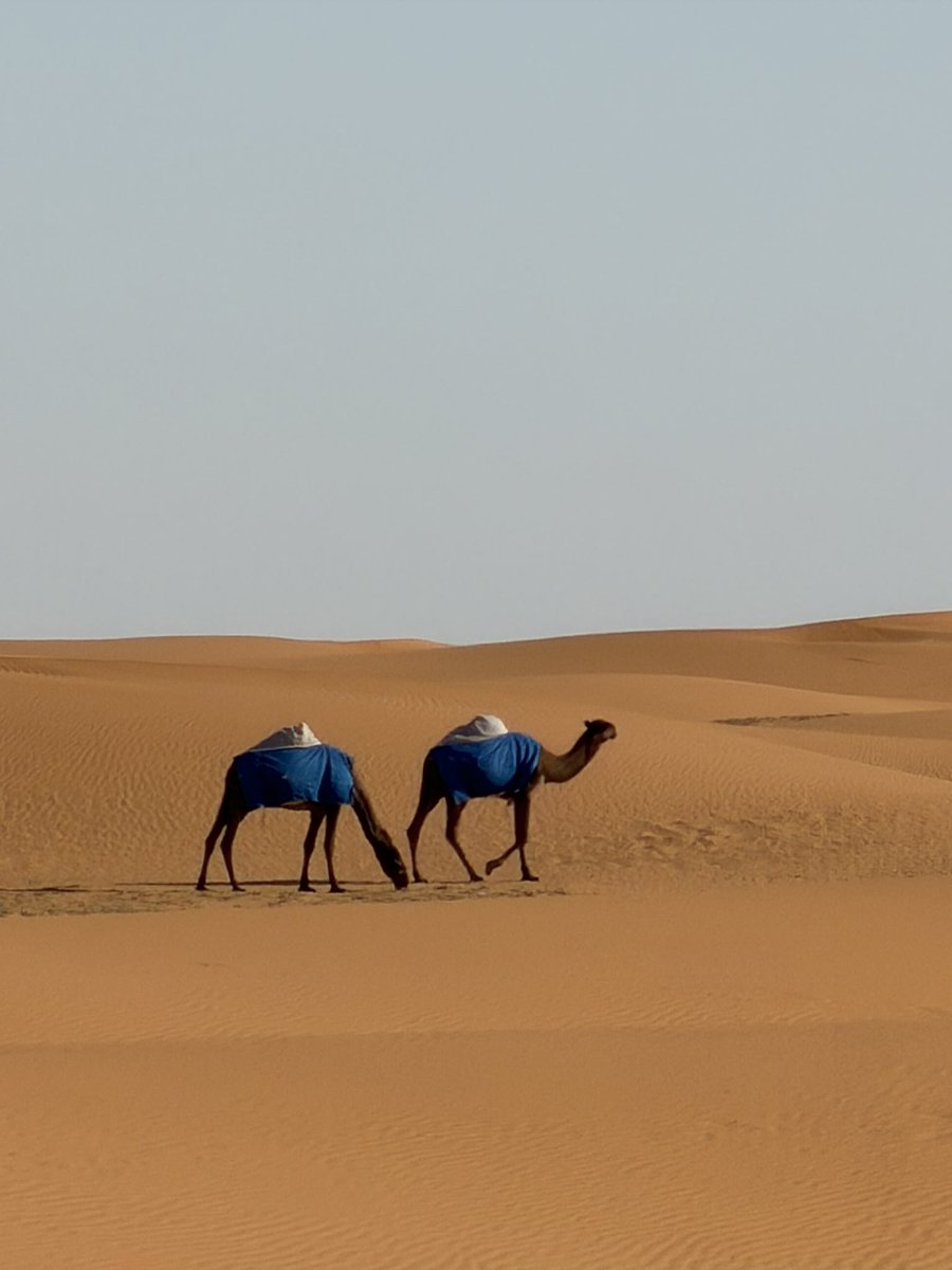 في إنجاز علمي هام ..

 تم تسجيل براءة انتاج الهيبارين من احشاء الإبل بطريقة علمية مميزة بدلا عن الهيبارين من احشاء الخنزير الموجود الان ومستعمل عالمياً. الاختراع تم بواسطة د. الطيب الأمين عيد .Eid et al... شركة كاملكس السعودية.

#طب
#انجاز 
#اختراع 
#الابل
<a href="/CamelClub/">نادي الإبل</a>