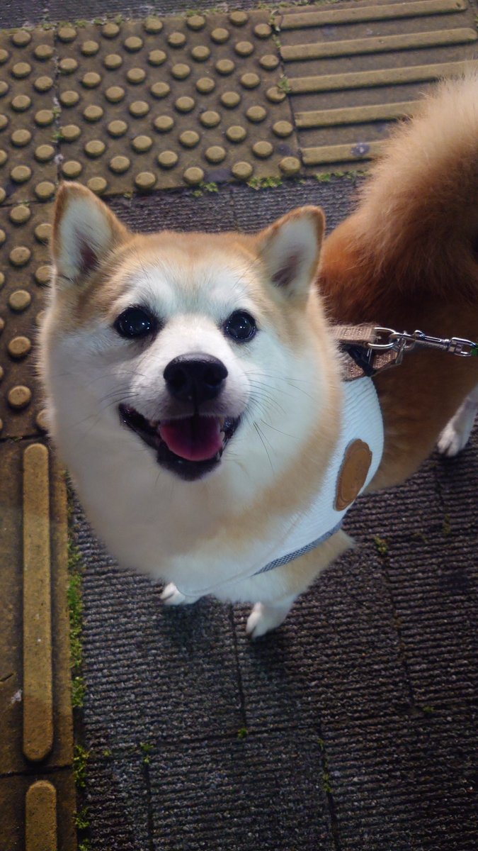 柴犬ししまる (@sisi3po) / Posts / X