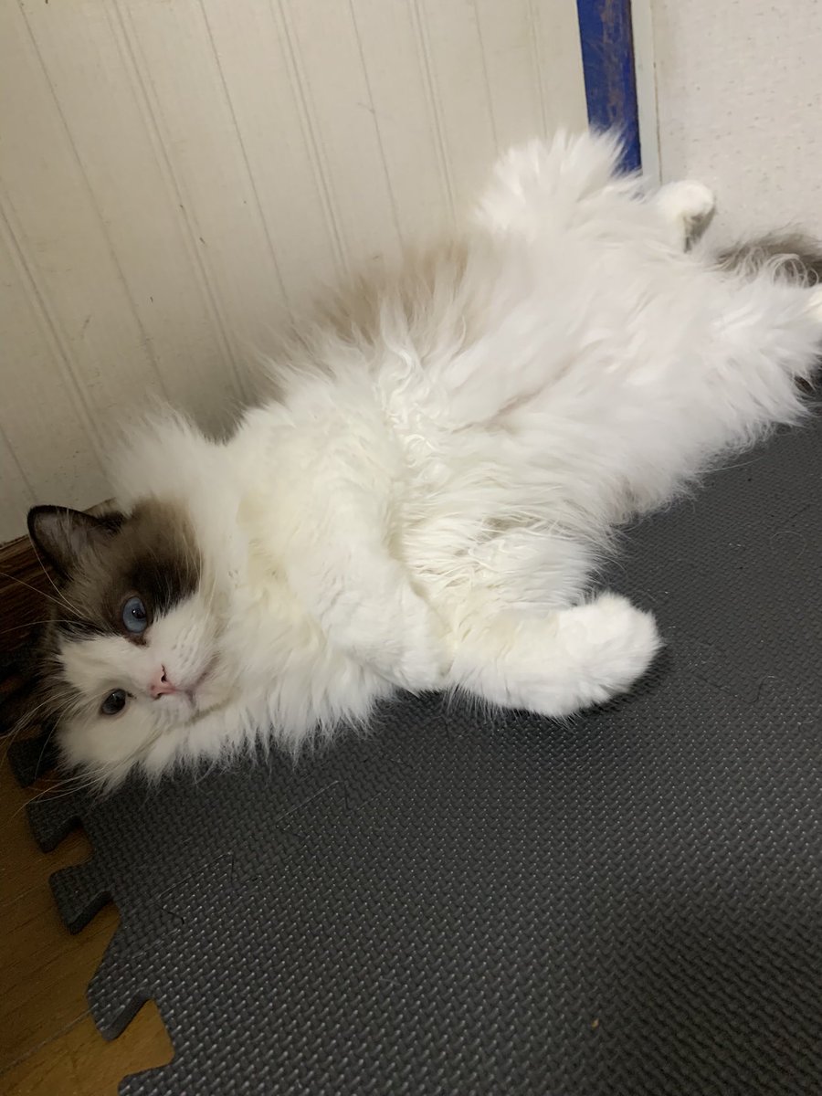 <a href="/miOBakasanDS/">ミイ</a> グッニャイ😸💤