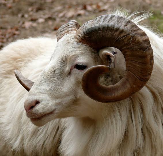 Bushkiddo's tweet photo. You don see prices of ram?? https://t.co/hpFJjl9G89