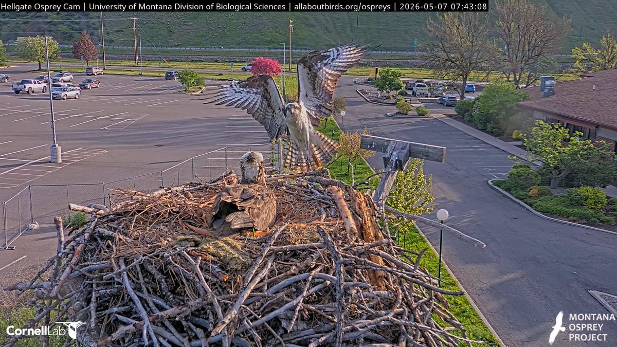Hellgate Osprey tweet media