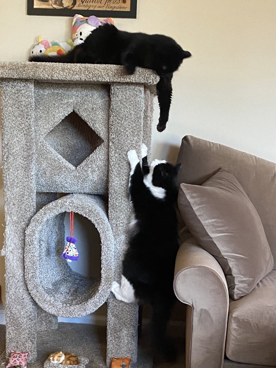 Sally & Sabrina🐾🖤🤍 🐈‍⬛ 🐾🖤🐈‍⬛ tweet media