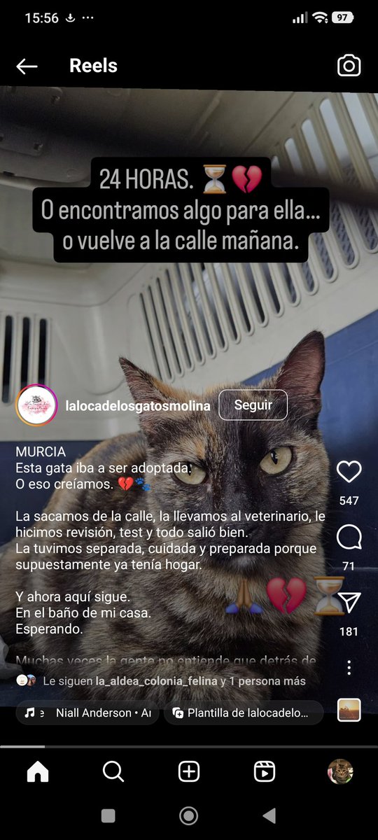 Erta2017's tweet photo. #Murcia

#URGENTE🆘

      ES PURO AMOR
      EN 24hs va la calle🆘

La adoptaban.
Le hacen revisión,  tests, la cuidan, miman, etc.
Todo perfecto.

Y se desdicen. 
Ahora vive en el baño de una casa 💔

Instagram: @lalocadelosgatosmolina https://t.co/ZJo8QRXWE1
