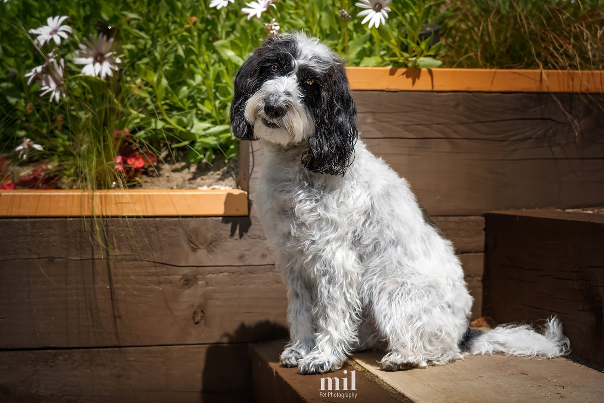 MillersImage's tweet photo. It's time for "Throwback Thursday." This image is of Pip, a six year old Roan Cockapoo, posing in her garden with a curious head tilt in her garden in Ascot, Berkshire.  Hope you like it? #dogs #dogsoftwitter #dog #cockapoo https://t.co/RBLXYqOvSG