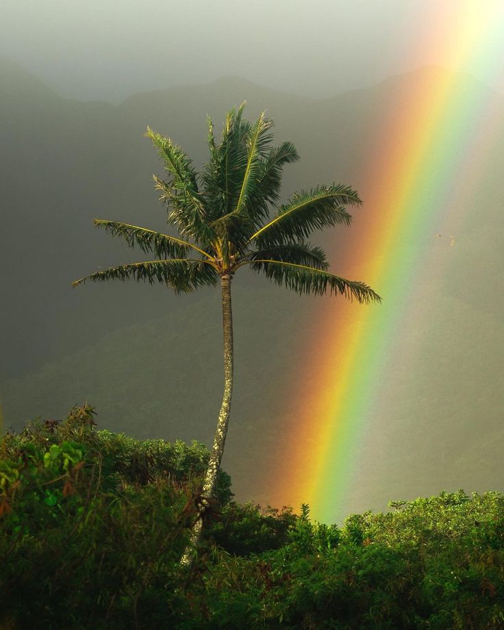 NatureBeautyVb's tweet photo. Rainbow https://t.co/GvypH6Er9c