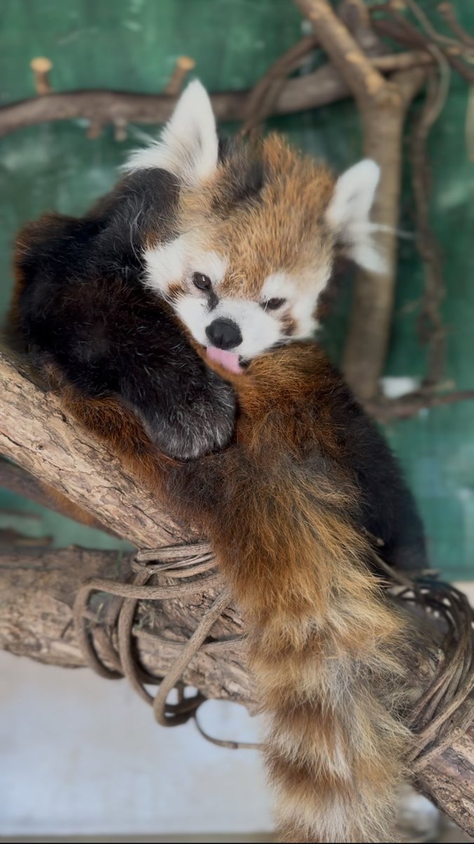 joy_redpanda tweet media