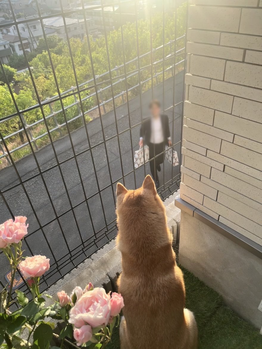 柴犬おとちゃん🐕6歳 (@0218_oto) / Posts / X