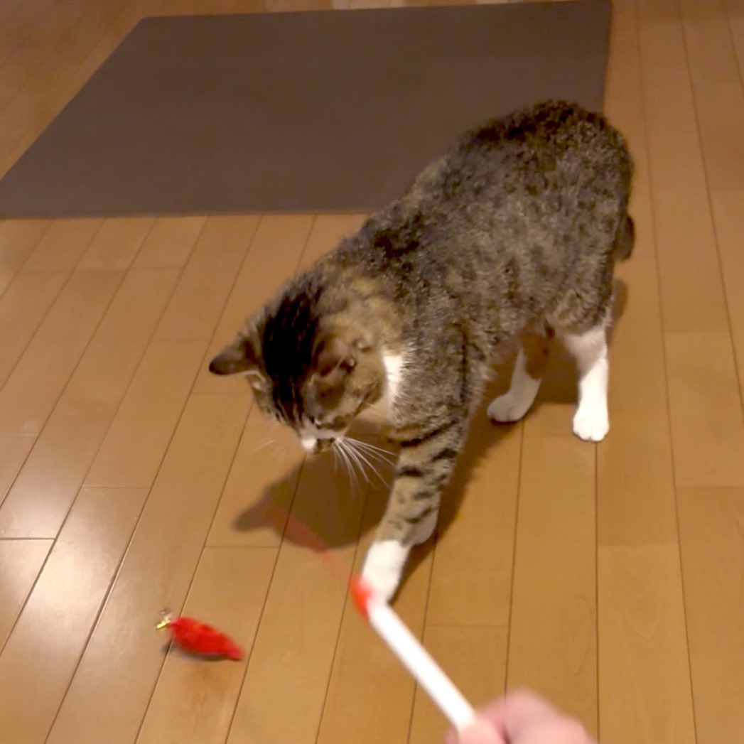 へぇー、手術したらおもちゃに興味もつようになるんだ。。今までずっと無視してたじゃん。。