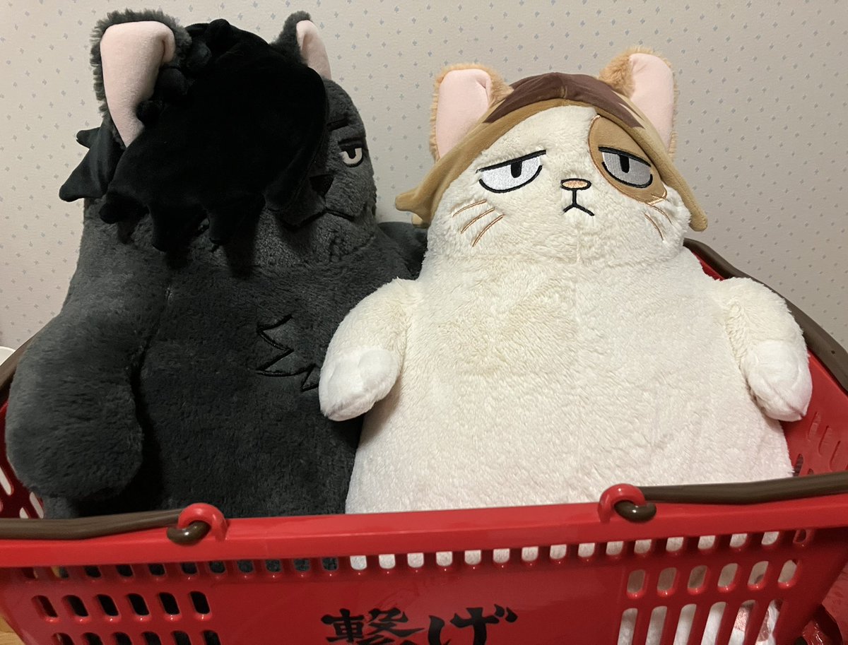 1krkn5's tweet photo. 場末感すごいけど手ざわりめちゃくちゃいいです見るたび笑わせてくれるくせにお腹も背中もとんでもなくふわっふわ
(毎日抱き枕にしてるからくたくたな見かけですがふわっふわ) https://t.co/Lyaa707Reh