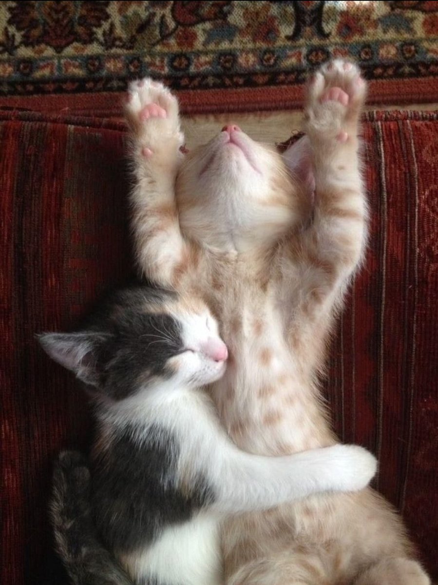 Miaw's tweet photo. Cuddles https://t.co/gVtzZxWYnf
