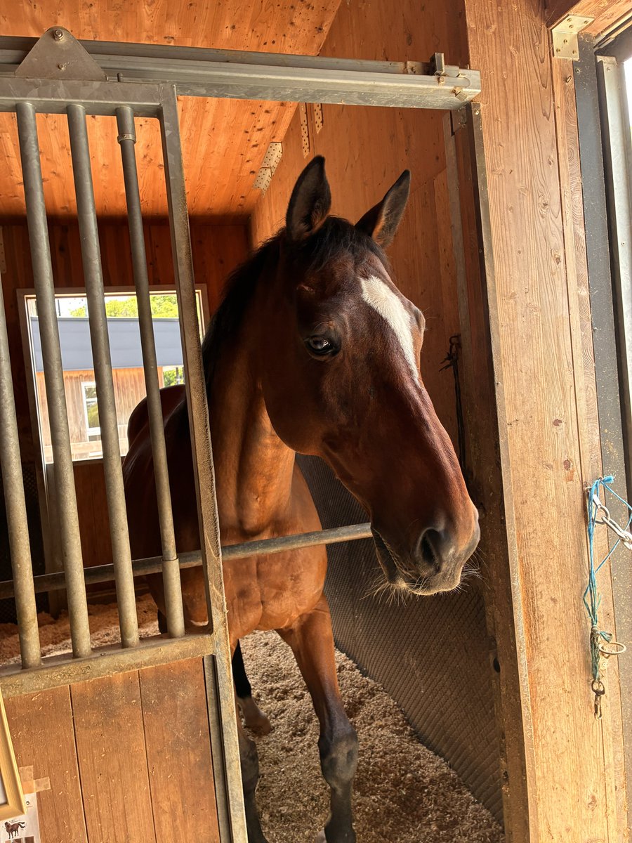 naruvisu's tweet photo. メイショウナルトはさすが重賞馬の風格、威厳を見せてカッコイイ立ち姿
 #TCCセラピーパーク
＃メイショウナルト https://t.co/nNNko8avrC
