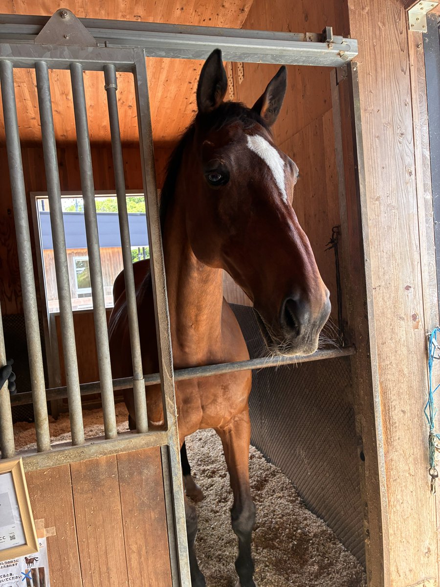 naruvisu's tweet photo. メイショウナルトはさすが重賞馬の風格、威厳を見せてカッコイイ立ち姿
 #TCCセラピーパーク
＃メイショウナルト https://t.co/nNNko8avrC
