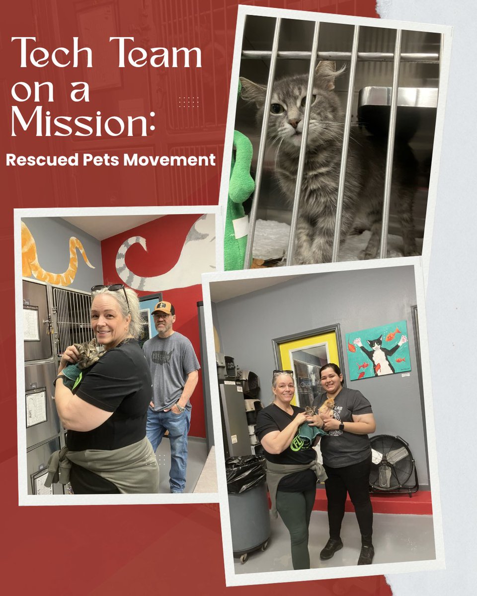 cfisdts's tweet photo. CFISD Technology Takes on Rescued Pets Movement 🐾

Our tech team swapped keyboards for leashes this Saturday! We spent the morning walking dogs and socializing cats at Rescued Pets Movement. With 80,000+ lives saved, we're proud to support their mission and represent CFISD!🐶🐱 https://t.co/leC8bKTImj