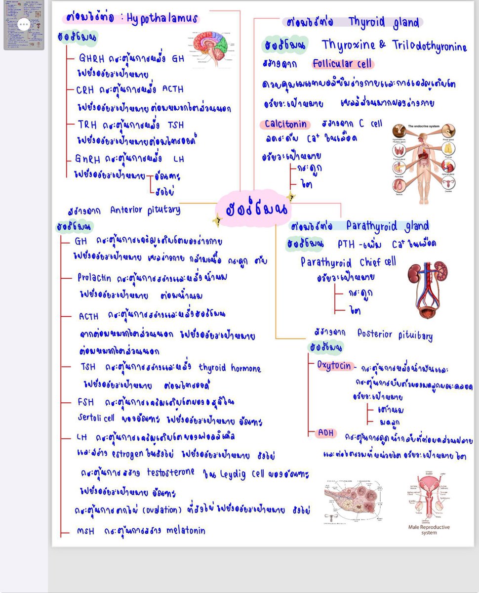 ทักไลน์ ʕ ﹷ ᴥ ﹷʔ โอ้มมมเพี้ยงง!!`จงสอบติด’ ʕ￫ᴥ￩　ʔ tweet media