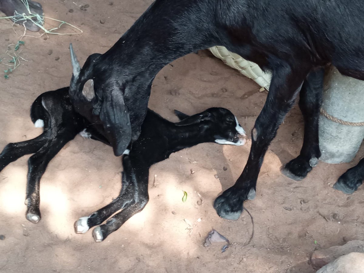 HoomanDecoder's tweet photo. ANOTHER FIR FOR ANIMAL ABUSE: ANIMAL HATER PARENTS RAISE CRIMINALS!!

Yesterday in Tamil Nadu, CCTV footage emerged showing a teenager throwing a huge stone at a group of goats. One of the goats who was severely injured was pregnant. 

YES, HE THREW A HUGE STONE AT HER STOMACH! 

 She suffered immense pain for 6 days and somehow managed to give birth afterward.

WHEN THE PFA TEAM FILED A CASE AND THE POLICE REACHED THE ACCUSED’S HOUSE, THE PARENTS ALLEGEDLY CALLED HIM AND INSTRUCTED HIM NOT TO RETURN HOME BECAUSE THE POLICE WERE SEARCHING FOR HIM. HE HAS SINCE ABSCONDED. HIS PARENTS ARE NO LESS THAN CRIMINALS!

ALSO, DURING THE INVESTIGATION, THE NEIGHBOURS COMPLAINED THAT HE HARASSES WOMEN AND STEALS CHICKENS. IF ANYONE QUESTIONS HIM, HE RESPONDS WITH A STREAM OF ABUSIVE LANGUAGE!

This is exactly why we urge the @indSupremeCourt to take ban procreation of the Animal haters and Dog haters. Such cruelty reflects a dangerous criminal mentality, and these attitudes often get nurtured and normalized within families.

Many online animal-hater and dog-hater accounts also reflect the same violent mindset. The day their anonymity is exposed, many of them will likely face legal consequences as well.

Cruelty towards animals is not “normal behavior.” It is a serious warning sign of violence and lack of empathy.

@AmbikaShukla15 @SpotzHaroon
#StopAnimalCruelty #BeKindToAnimals #AnimalRights #saveindiafromdoghaters #JusticeForStrays #StopAnimalCruelty #Accountability #AmendPCA #NoMore50 #SaveIndianDogs #AwaraNahiHamaraHai
@rashtrapatibhvn @THaPriYa123
@JahnaviIyer @dilthi_gujarati