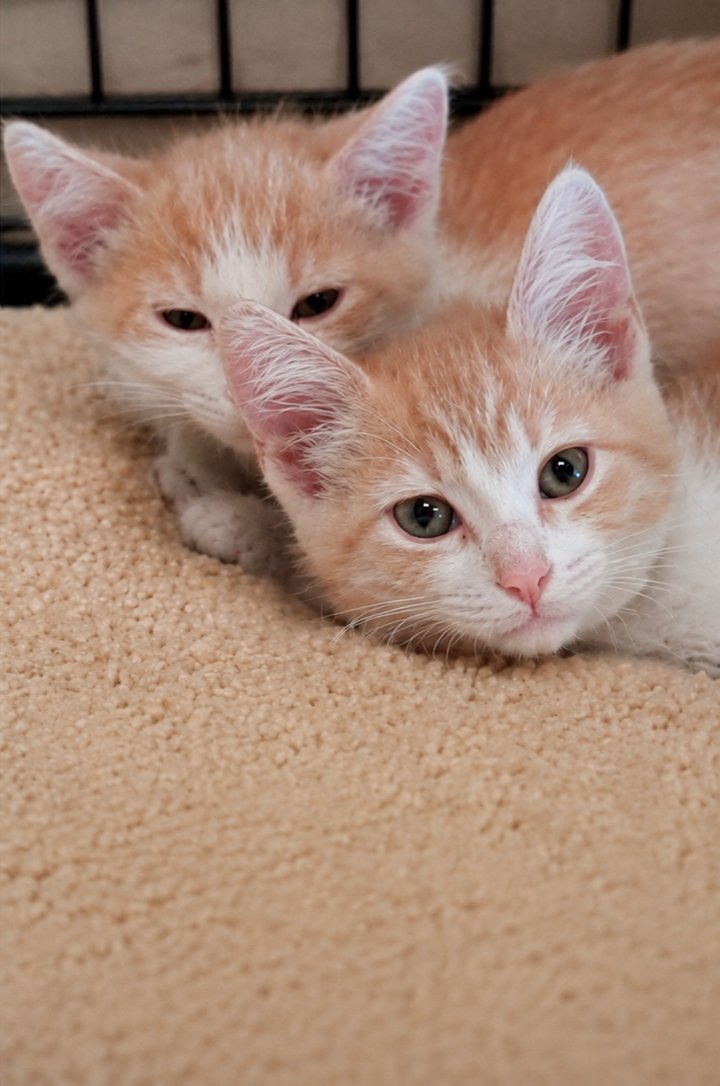 Two cat brothers who were separately adopted got reunited when their humans were matched on Tinder. On their first date, Cathleen and Brian realized their cats, which they'd adopted within days of each other, could pass as twins. They ended up falling in love, shelter records