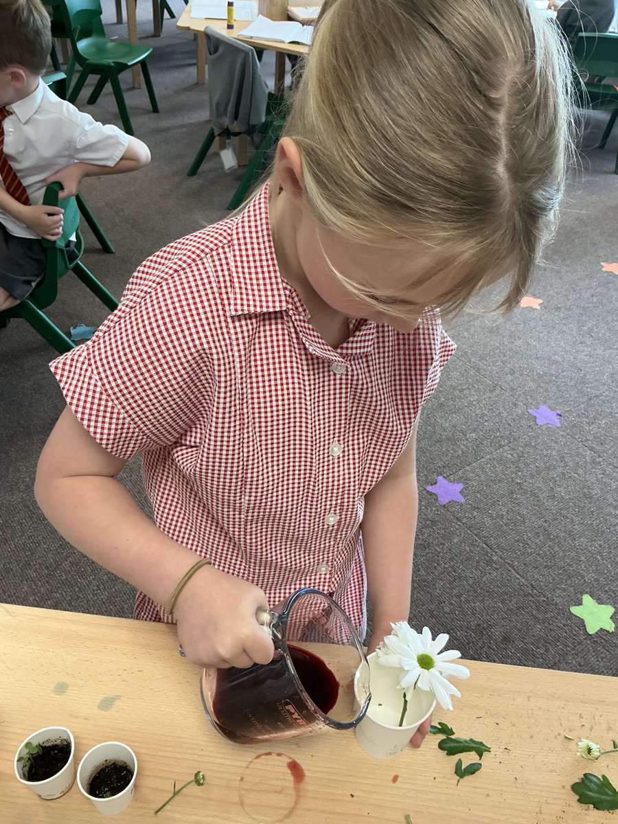 Maple Tree Class tweet media