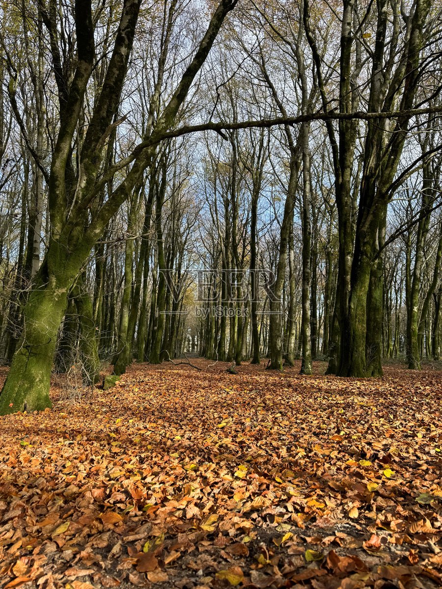 mgayle64's tweet photo. Autumn breeze, golden leaves, warm lattes  Perfect day to wander and unwind! https://t.co/wt3pkMhyce
