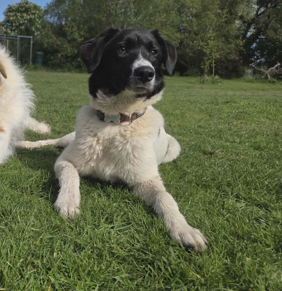 Meet Angel whose in foster in #Gloucestershire
At just 8 months old, Angel is already incredibly clever and eager to learn.  She’s the kind of puppy that will watch you closely, tilt her head when you speak and try her very best to understand.
amiciidogrescue.org.uk/adopt-a-dog
#Gloucester