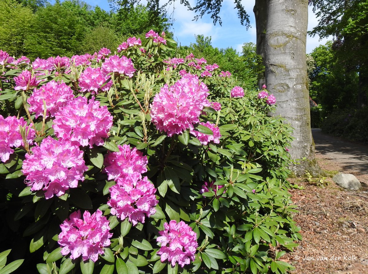 BekiekTwente's tweet photo. De Rhododendronlaan doet haar naam eer aan!
Elk jaar weer prachtig om er te wandelen (of te fietsen).
#DeLutte #DeLutt
#Losser #SchatkamerVanTwente 
#Twente #BekiekTwente https://t.co/lCzaY41Z6t