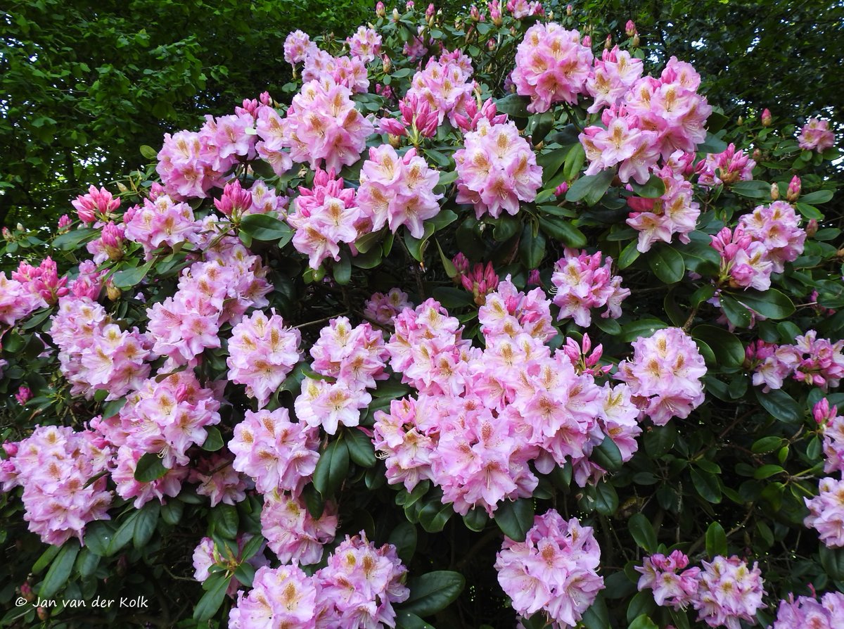 BekiekTwente's tweet photo. De Rhododendronlaan doet haar naam eer aan!
Elk jaar weer prachtig om er te wandelen (of te fietsen).
#DeLutte #DeLutt
#Losser #SchatkamerVanTwente 
#Twente #BekiekTwente https://t.co/lCzaY41Z6t
