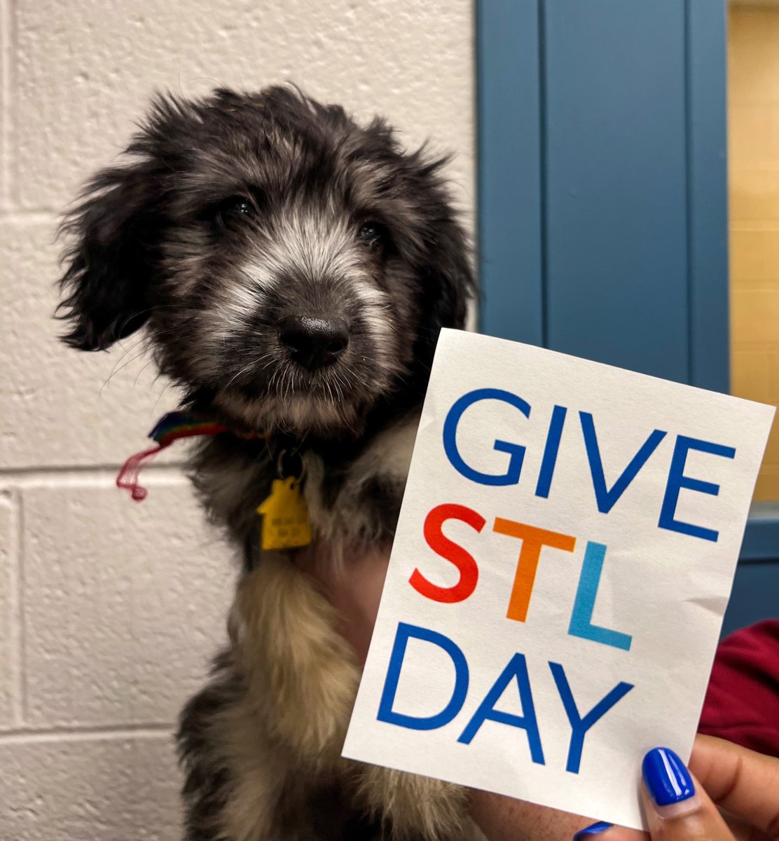 Humane Society of Missouri tweet media