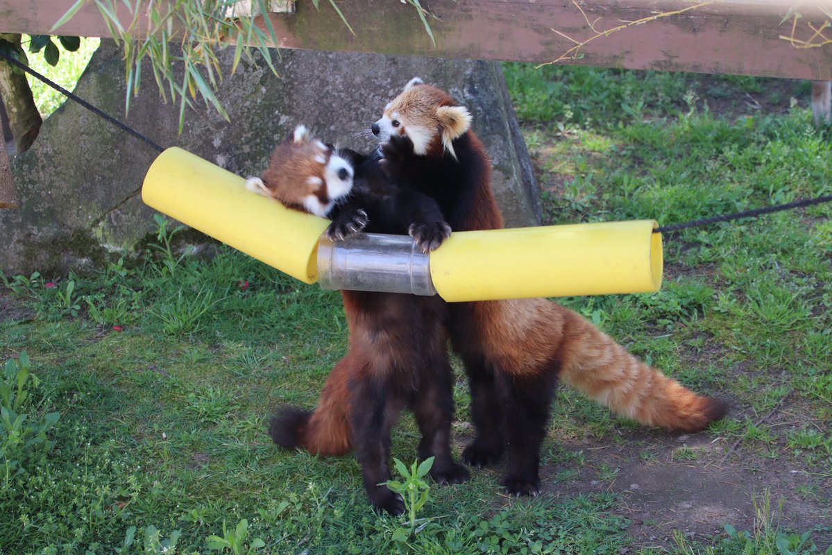 joy_redpanda tweet media