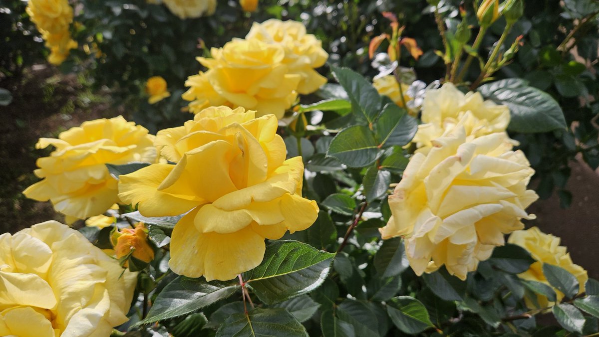 Fox4ceFour's tweet photo. フラワーパークに行ってきた🌷🪻🥀🌼 https://t.co/7uVGEeSZbv