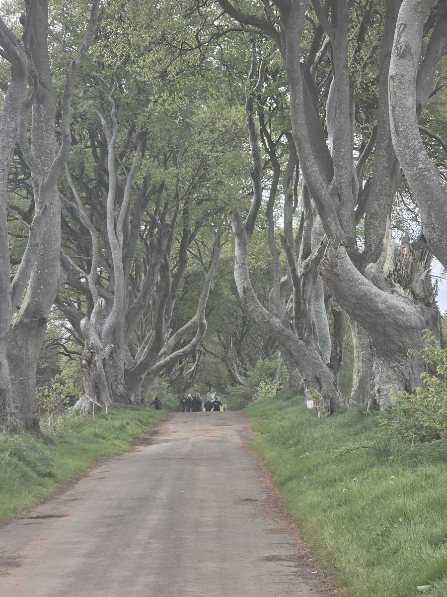 DevinBurress's tweet photo. The kings road aka the dark hedges in Northern Ireland. https://t.co/sRAMampzZD