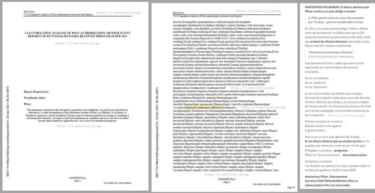 OsielBurga's tweet photo. HANTOVIRUS PULMONAR: El efecto adverso que Pfizer ocultó y un juez obligó a revelar

> La FDA quería enterrar estos documentos por 75 años… pero la verdad salió a la luz. @ensustrece @IroChaguaPayano https://t.co/tEnOvsvnoo