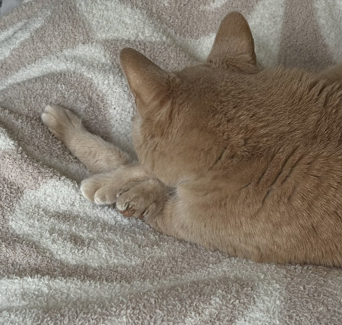 i got a new cat recently and she means the world to me