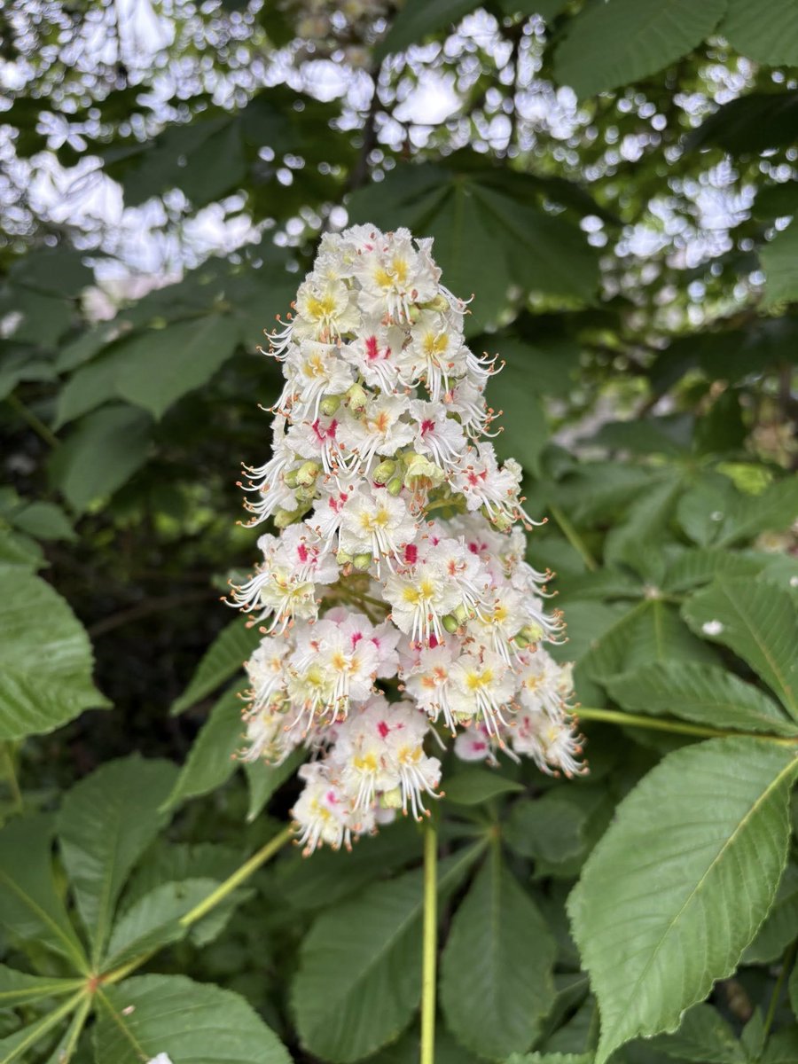 Orcinus68's tweet photo. #GoatsBeard #KentishSnail #HorseChestnut #Cornflower From todays #Walk ๐ https://t.co/RzRaitankW