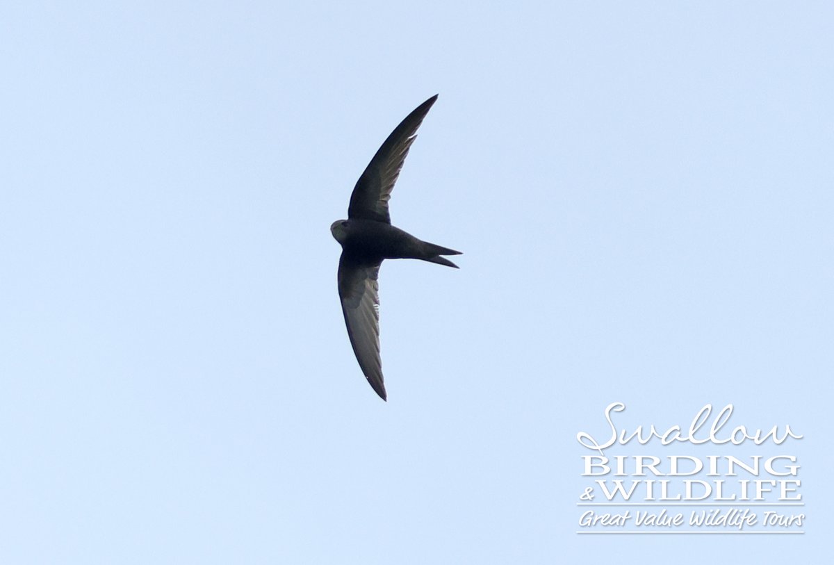 Swallow Birding & Wildlife tweet media