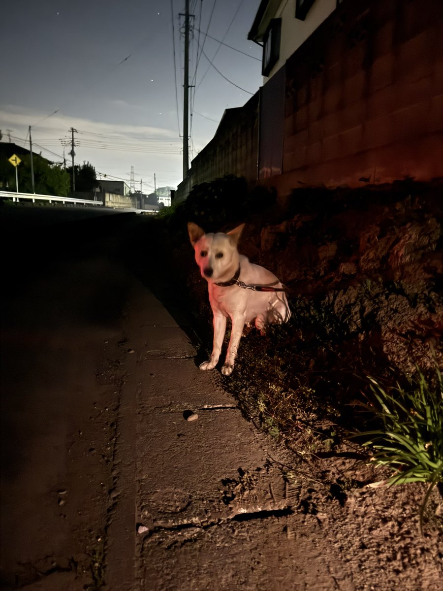 08qTA4YLVTGTS5r's tweet photo. 迷い犬です！
五霞町の国道２６８号で縁石にリードが引っかり身動きがとれなくなってました(おそらくどこかから来て、偶然引っかかってしまった)痩せてないし、人は怖がってないです。警察に連絡しましたが、まだ連絡は受けてないとのこと。どなたか知ってる方いませんか！#迷い犬#五霞町#境町#幸手市 https://t.co/aoScYx0wLX