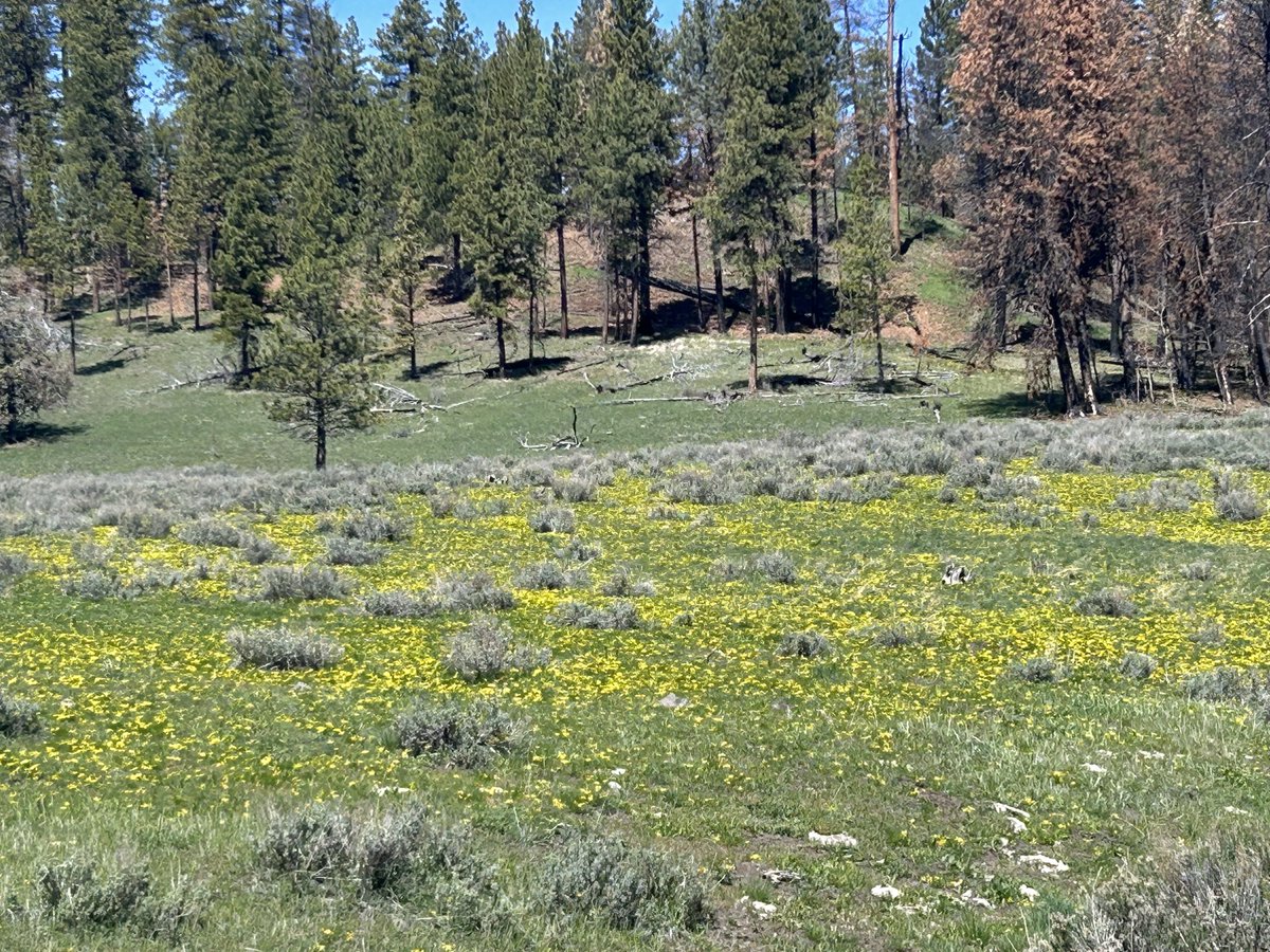 CMBuxton's tweet photo. @danitahamel Wildflowers in bloom in the Ochoco Mountains https://t.co/ZTR2xylCIT