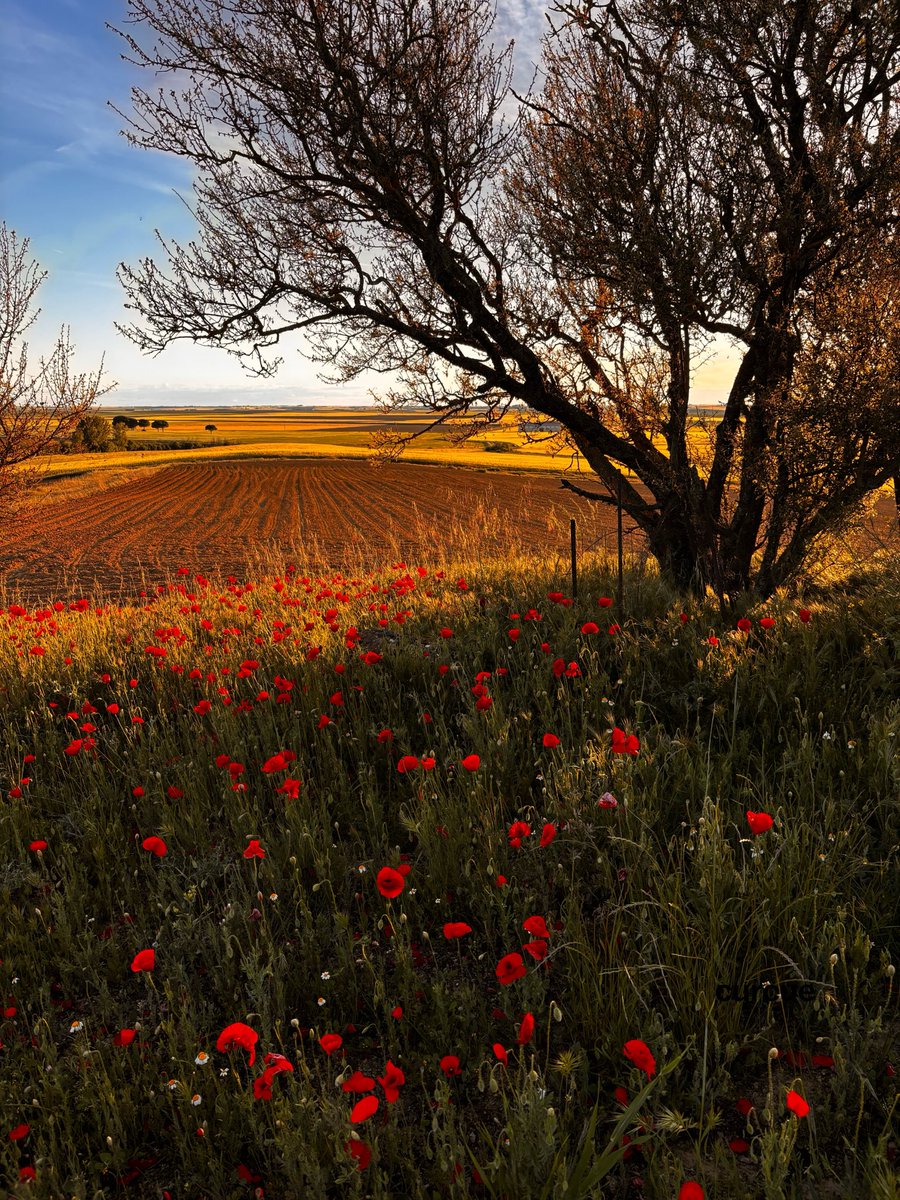 maría 🌾 (@_curcue_) on Twitter photo 