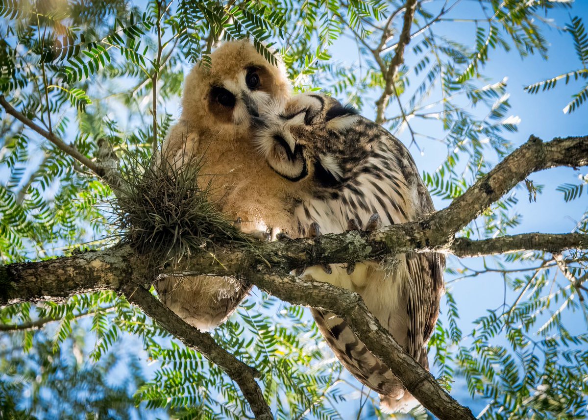 terradagente's tweet photo. #bomdia🦉A coruja-orelhuda (Asio clamator) é ativa principalmente durante a noite e no crepúsculo. Costuma pousar em galhos de árvores e arbustos.
O registro dessa espécie e seu filhote foi feito pelo por Alessandro Lupatini, em Curitiba (PR).
#terradagente #corujas #animais https://t.co/f5x3RNjmuE