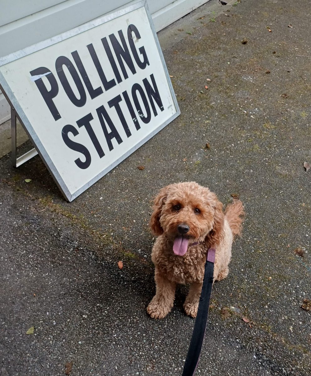 ian_stevo123's tweet photo. @VotingDogs Rosie getting ready to cast her vote 🐶🐾 https://t.co/v9sbu3MnBd
