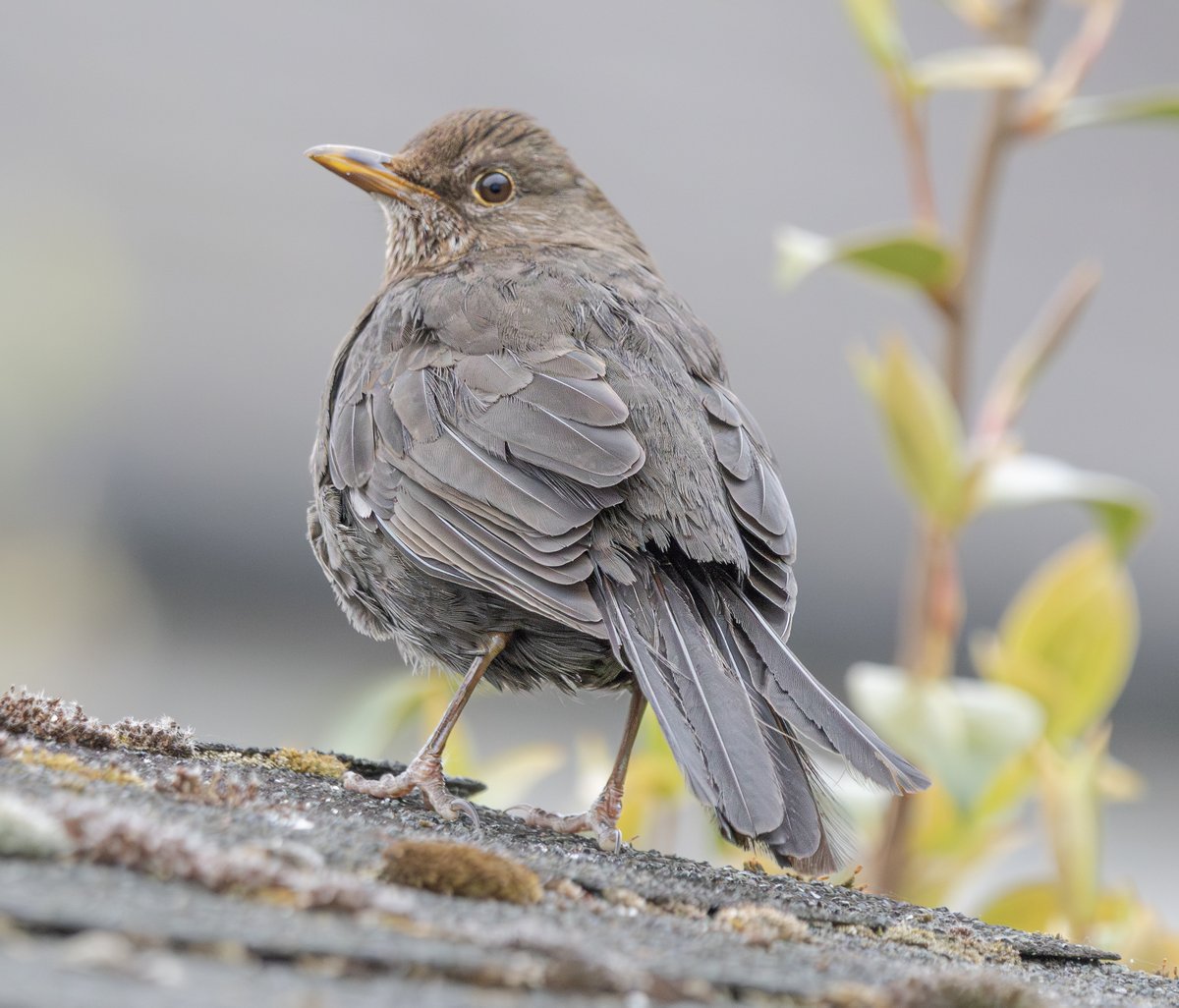Ray Browell Photography tweet media