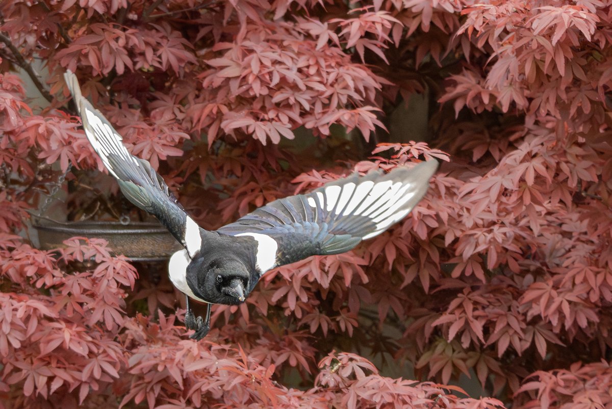 Ray Browell Photography tweet media