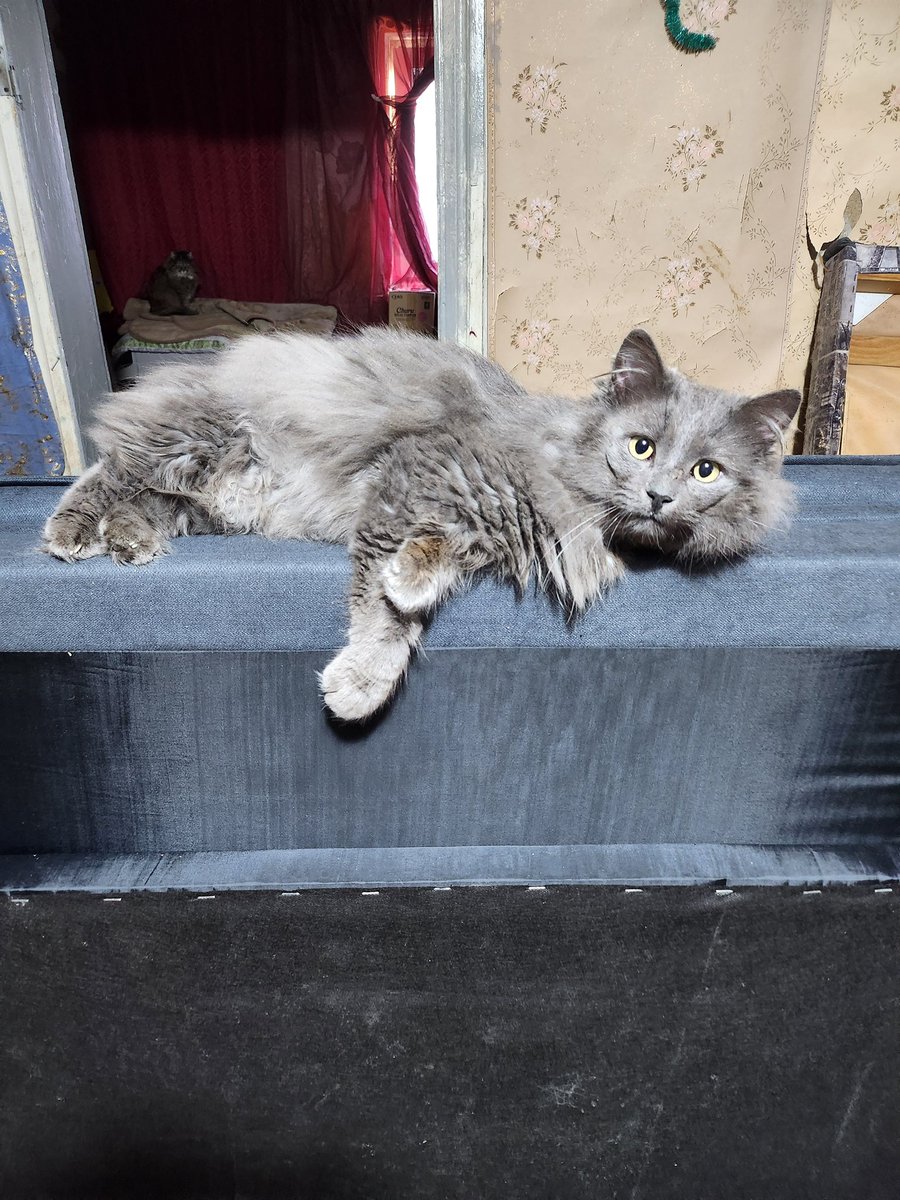 help_animals_dn's tweet photo. 🐾 Друзі, відкриваємо збір на паштети для наших котиків 

Ми будемо безмежно вдячні:
🐱 за будь-який донат
🐱 за репост
🐱 за допомогу паштетами напряму

Навіть 30–50 грн — це вже кілька баночок для хвостиків ❤️

Разом ми можемо наповнити  миски https://t.co/Nvhwwsq6Qa