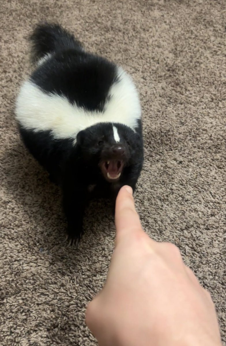 🦨Danny🦨 tweet media