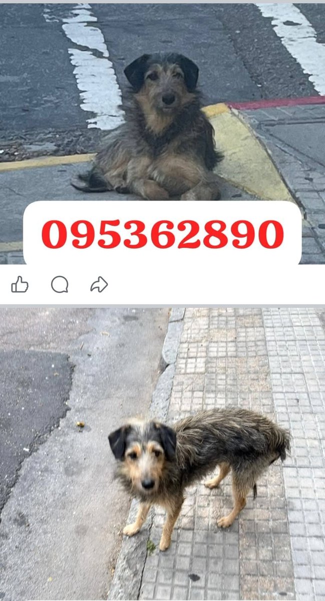 Lo buscan, dicen que anda por Villa Dolores (zoologico) o el Cordon.