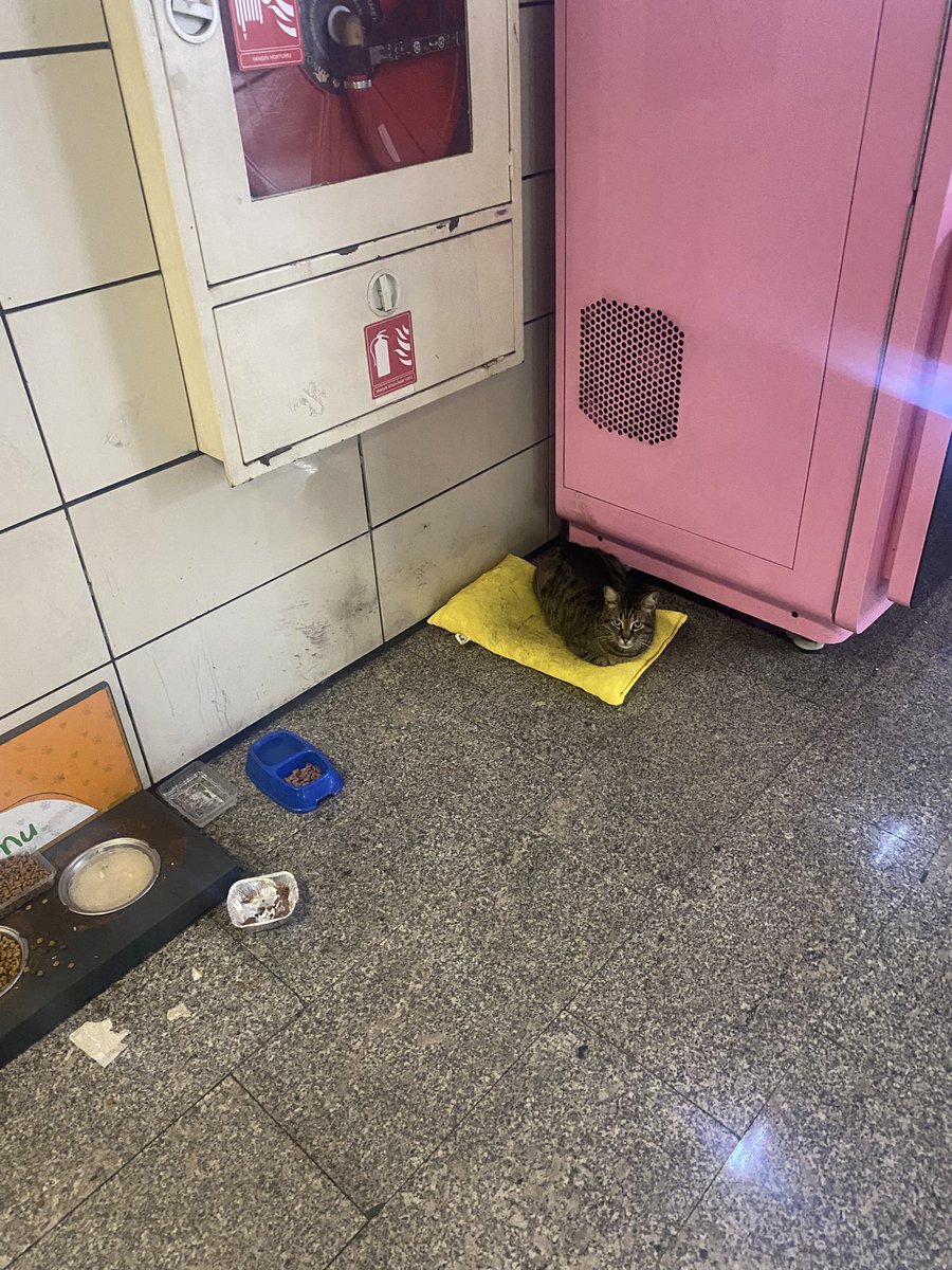 ezgi oşa tweet media